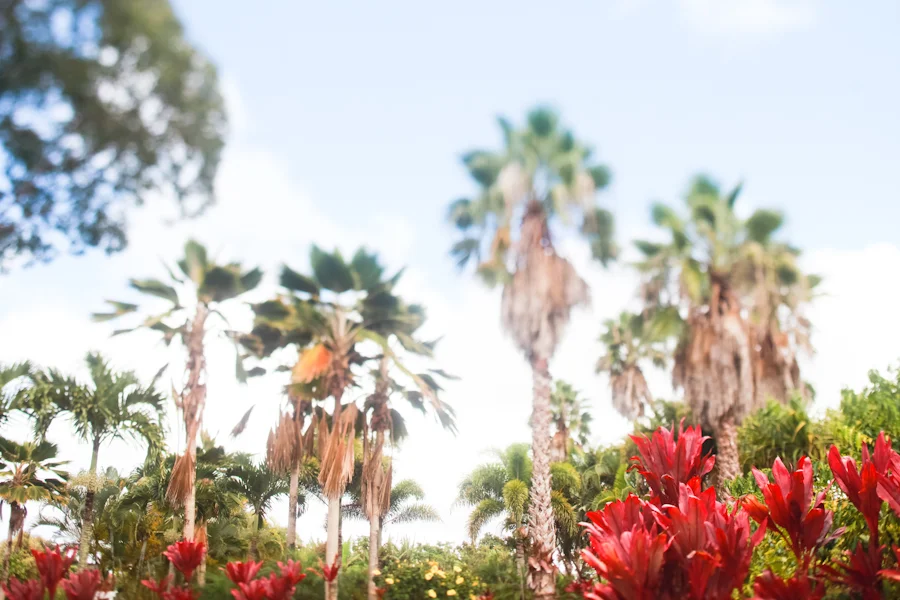 hawaii | the north shore.