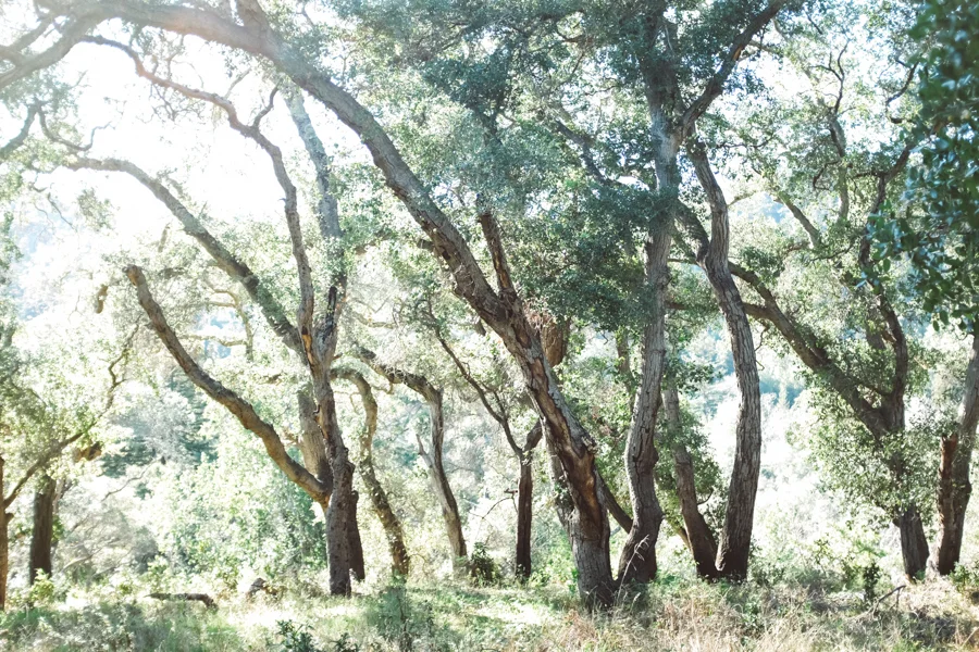 California to Alabama