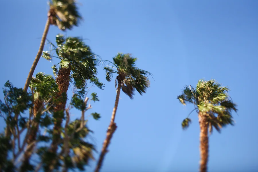 Palm Springs | laugh out loud