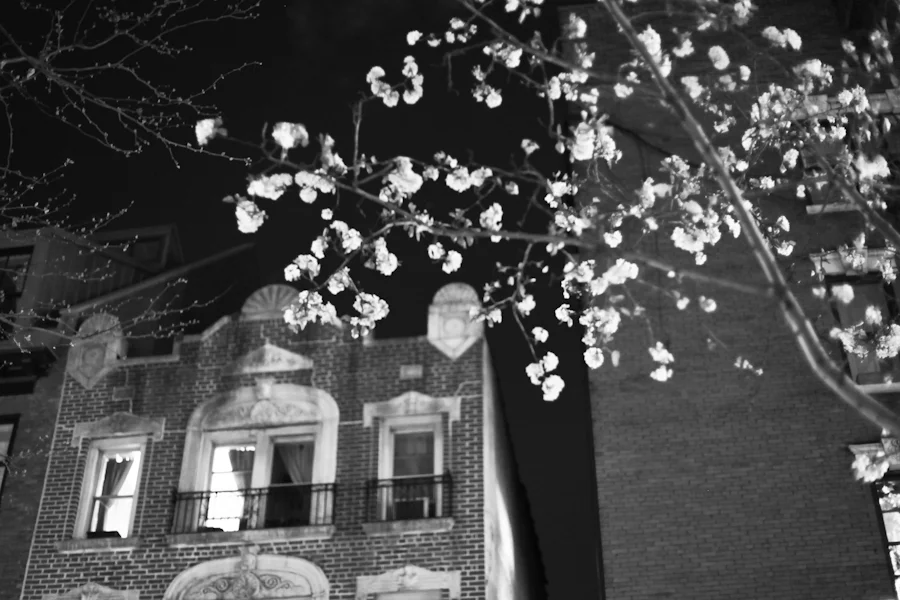 New York | Elizabeth Street