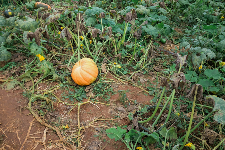 Old Baker Farm Photography