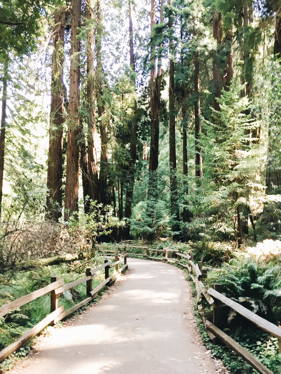 Muir Woods