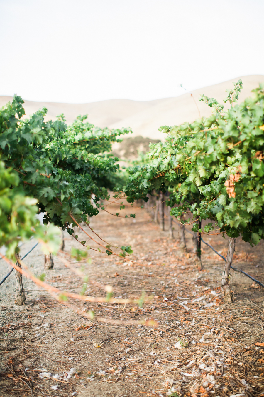 Wente Vineyards, Livermore, California
