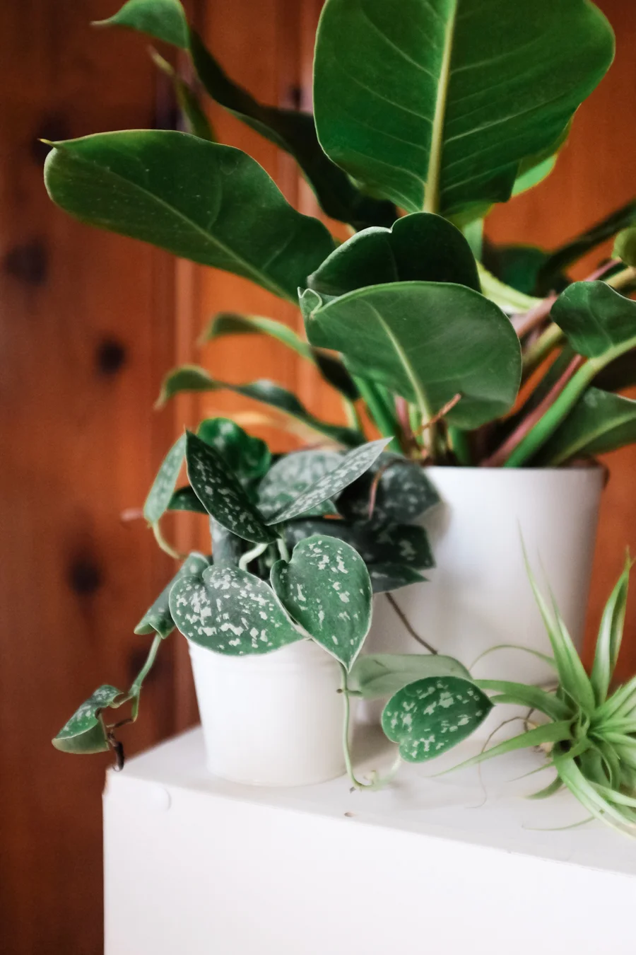 How to Care for House Plants