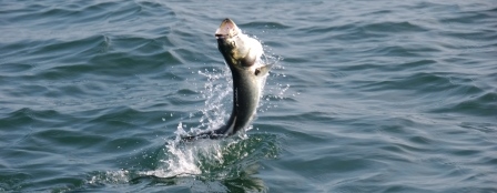 bluefish.jpg