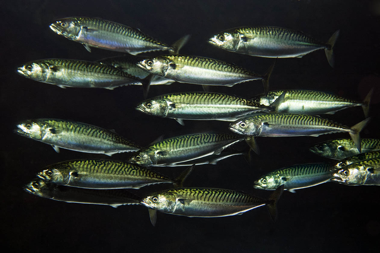 Mid-Atlantic Fishery Management Council
