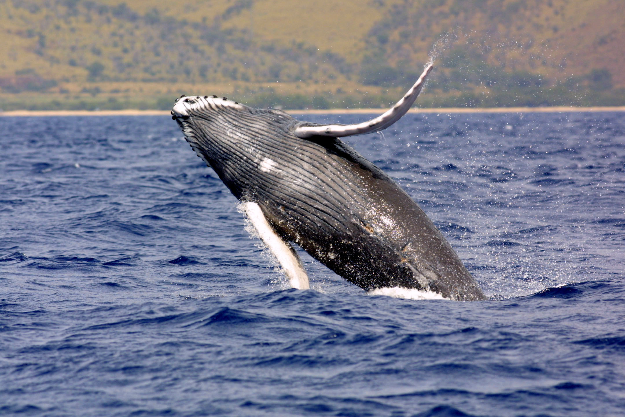 Humpback Whale ( Megaptera novaeangliae ) Photo: NOAA