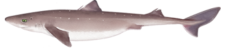 Spiny Dogfish