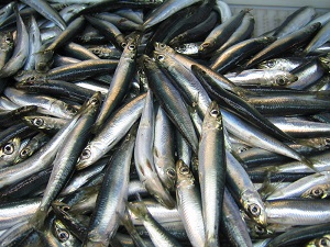 Round herring (Source: NEFSC)