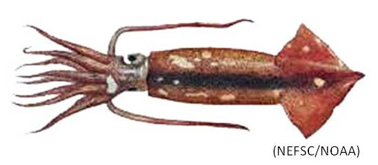 Illex Squid