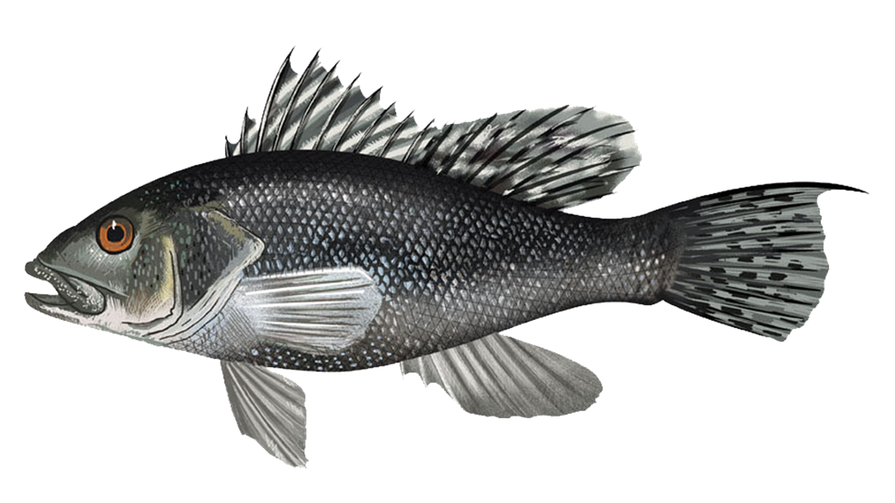 Black Sea Bass
