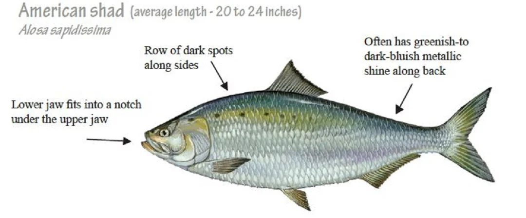 american-shad.jpg
