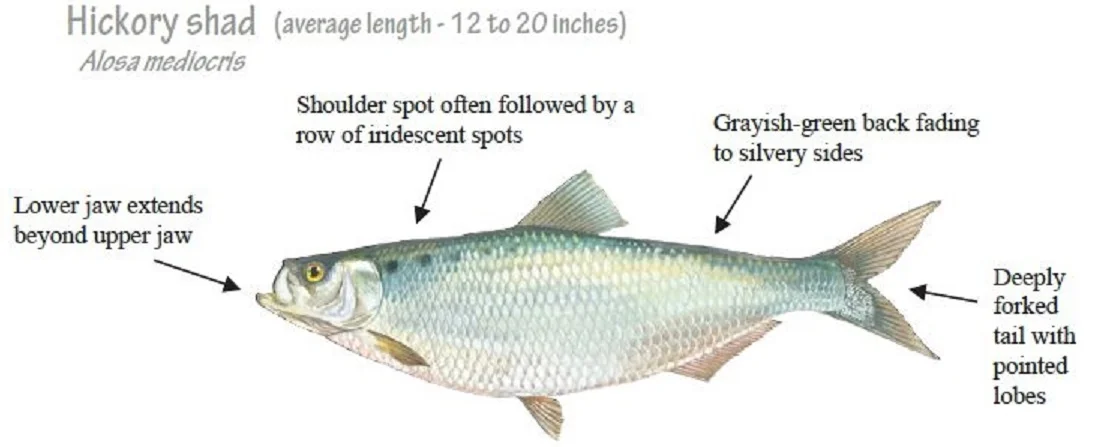 Hickory Shad.jpg