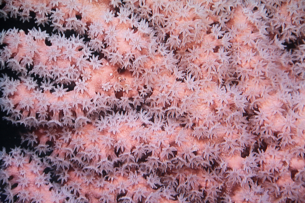 2_bubblegum+coral.jpg