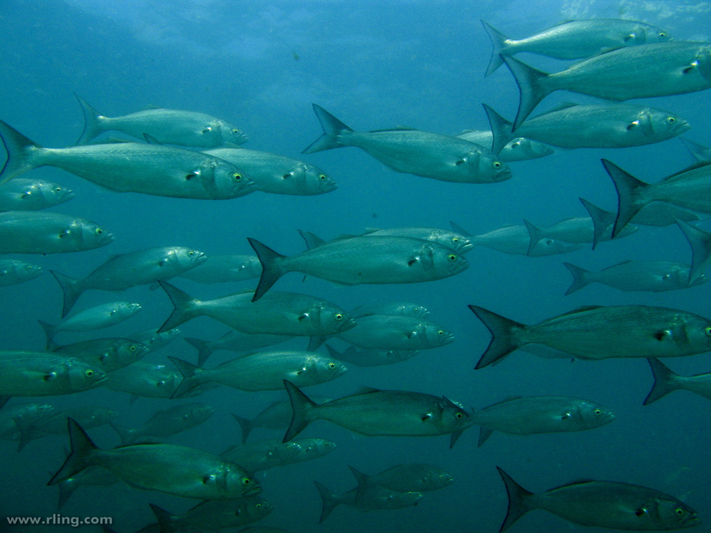 Bluefish Allocation and Rebuilding Amendment