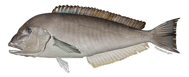 Blueline Tilefish
