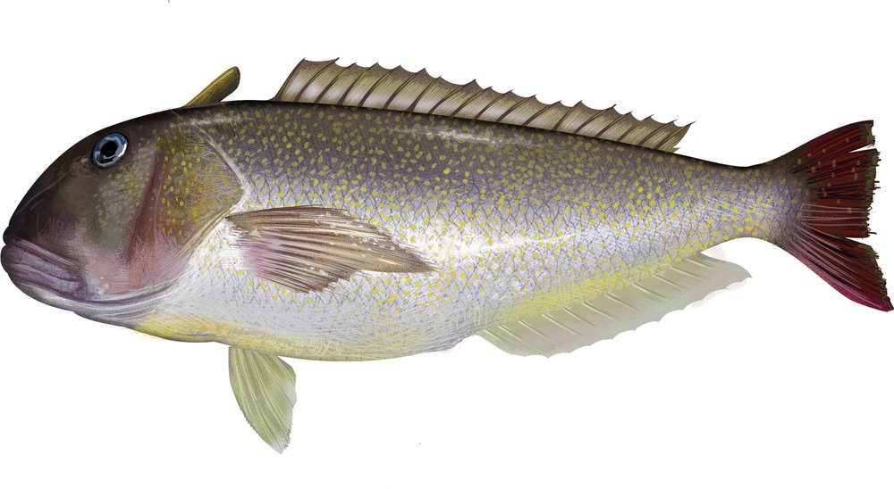 Golden and Blueline Tilefish — Mid-Atlantic Fishery Management Council