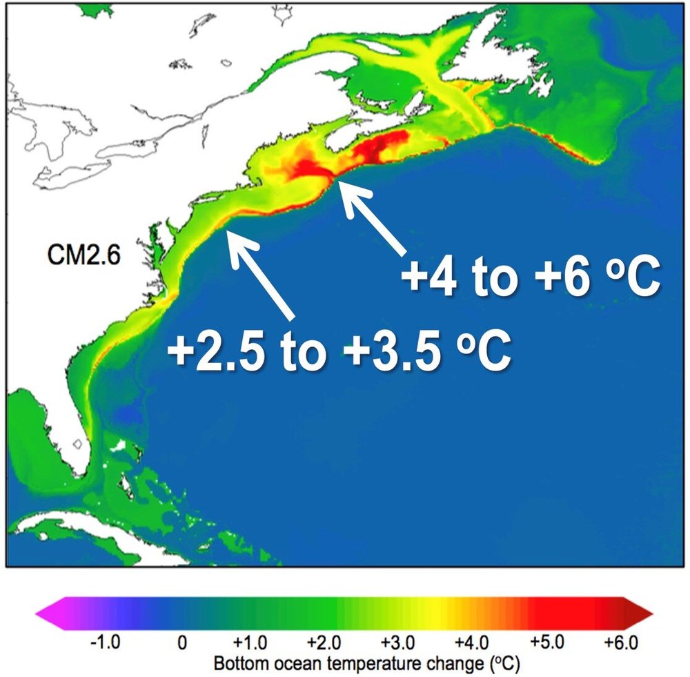Global climate models can project how ocean conditions will change over time. This figure shows how ocean bottom temperatures are projected to increase, especially north of Cape Hatteras, NC by the 2060s to 2080s under a “high CO2 emissions” scenario where carbon dioxide (CO2) increases by 1% per year and doubles after 70 years. Image © NOAA Fisheries NEFSC
