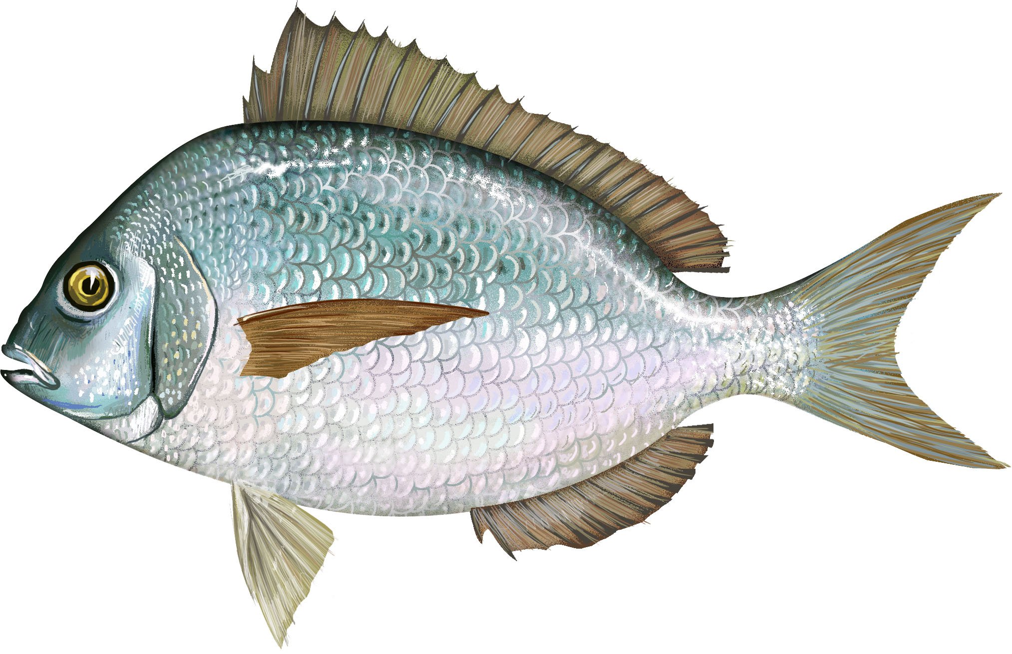 NOAA Fisheries: Expertise Needed from Scup Fishermen