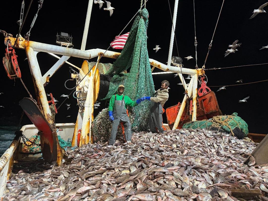   Scup aboard the F/V Instigator in the Atlantic Ocean off Ocean City.    Photo by Sonny Gwin  