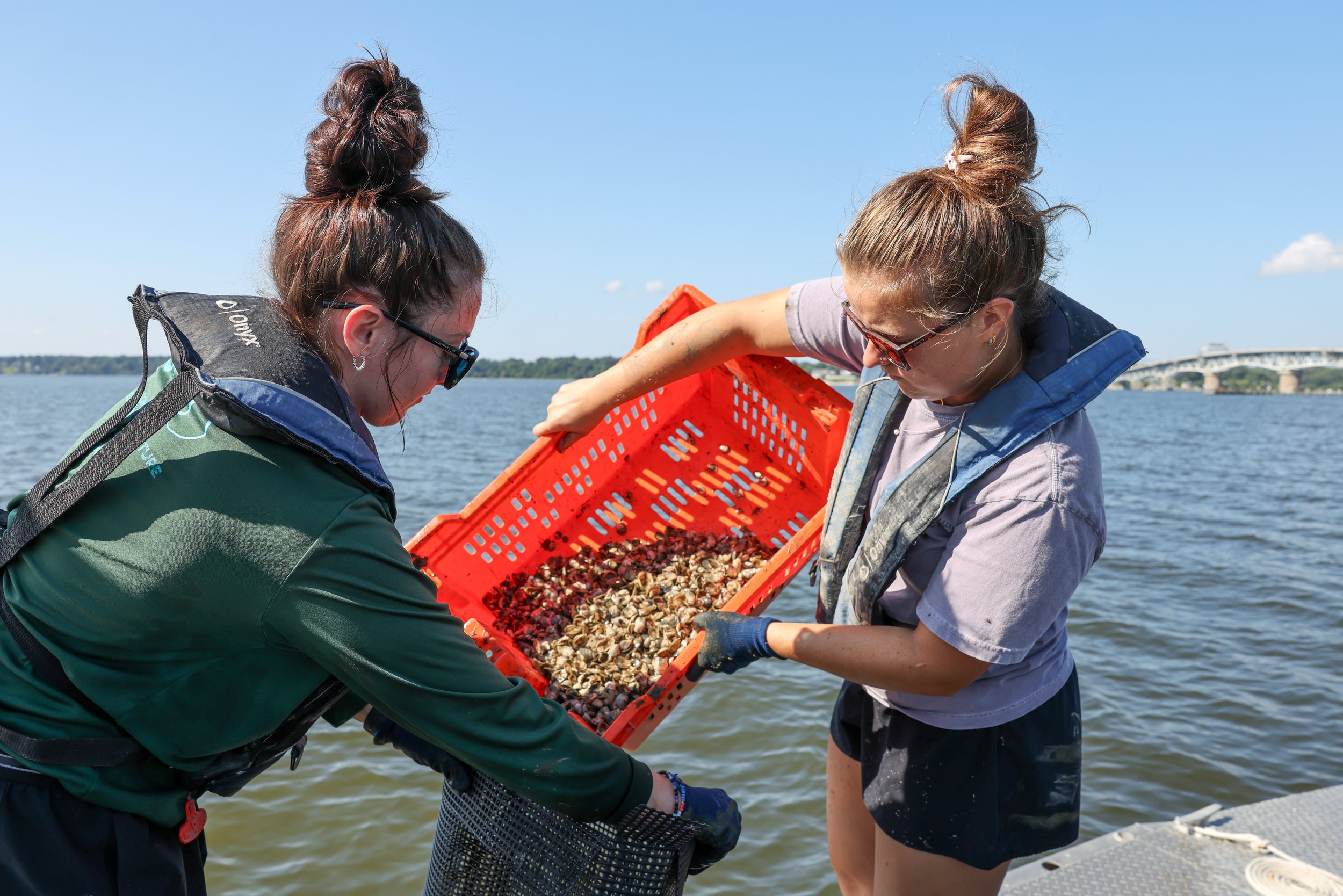   Oyster farmers bagging eastern oysters at the Virginia Institute of Marine Science shellfish research farm on the York River, Virginia.    Photo by Bayleigh Albert  