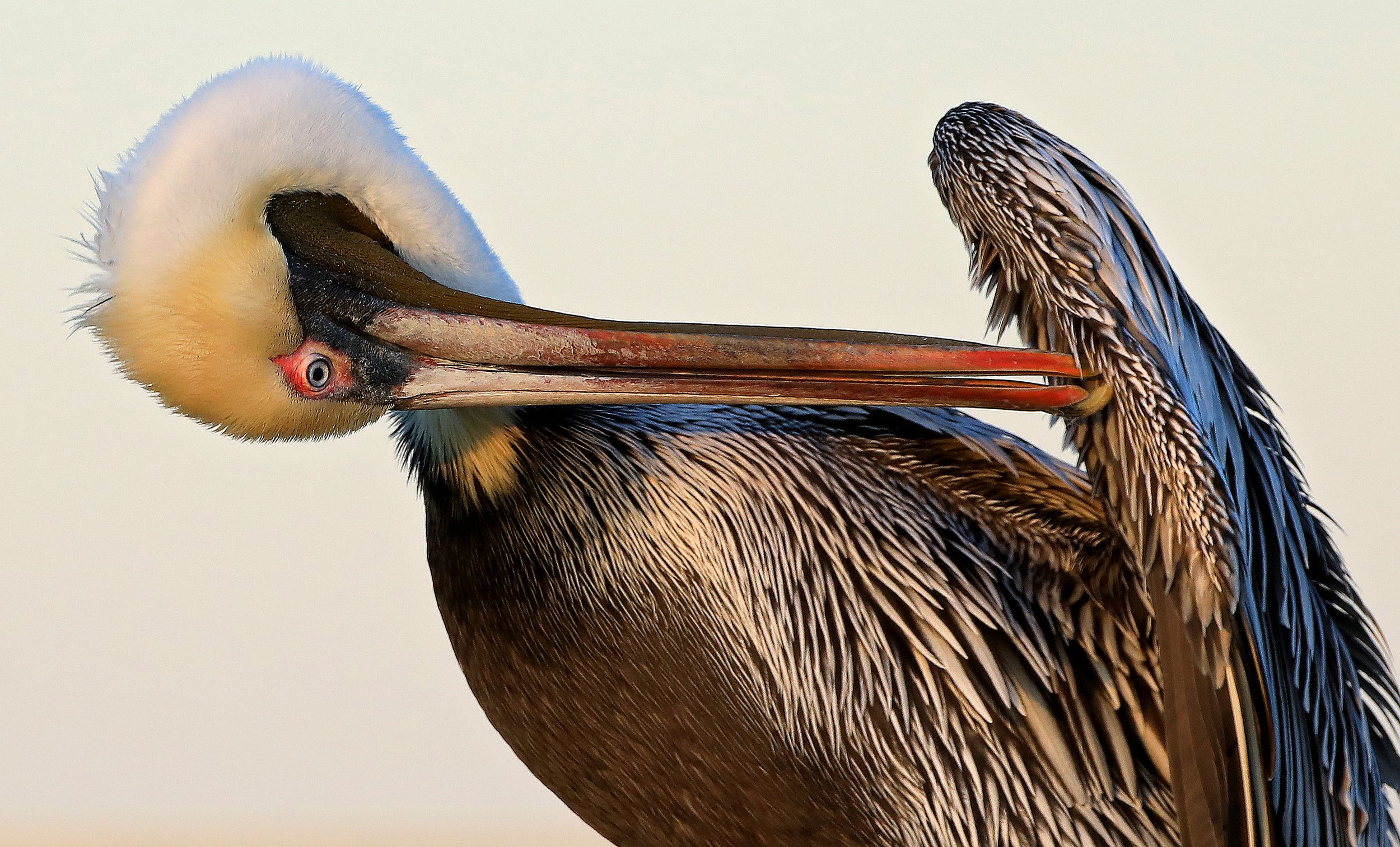   A brown pelican prepares to roost near Fort Monroe in Hampton, Virginia.    Photo by Robert Ostermaier  