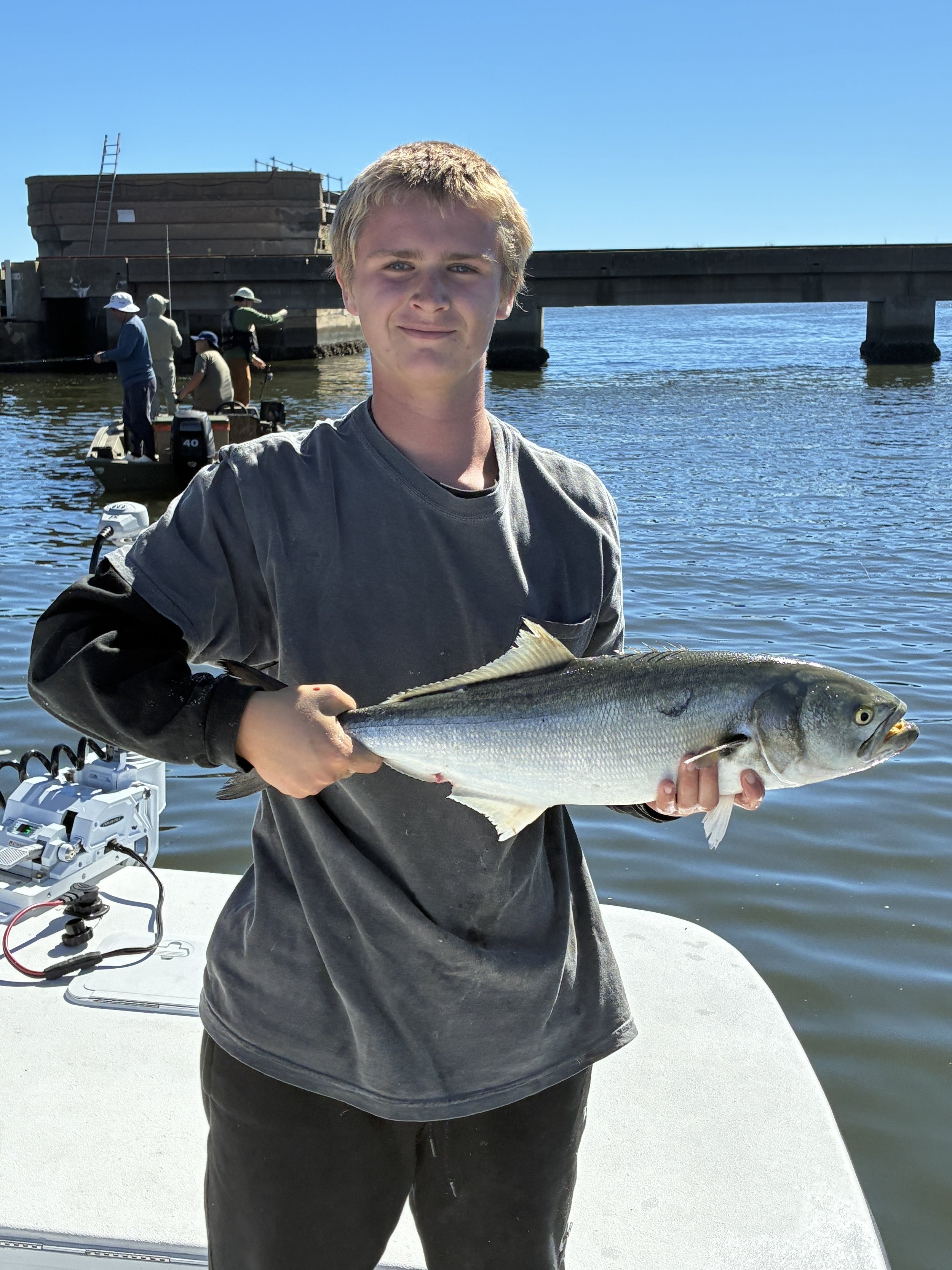   Bluefish caught in the Newport River, North Carolina.    Photo by Chris Batsavage  