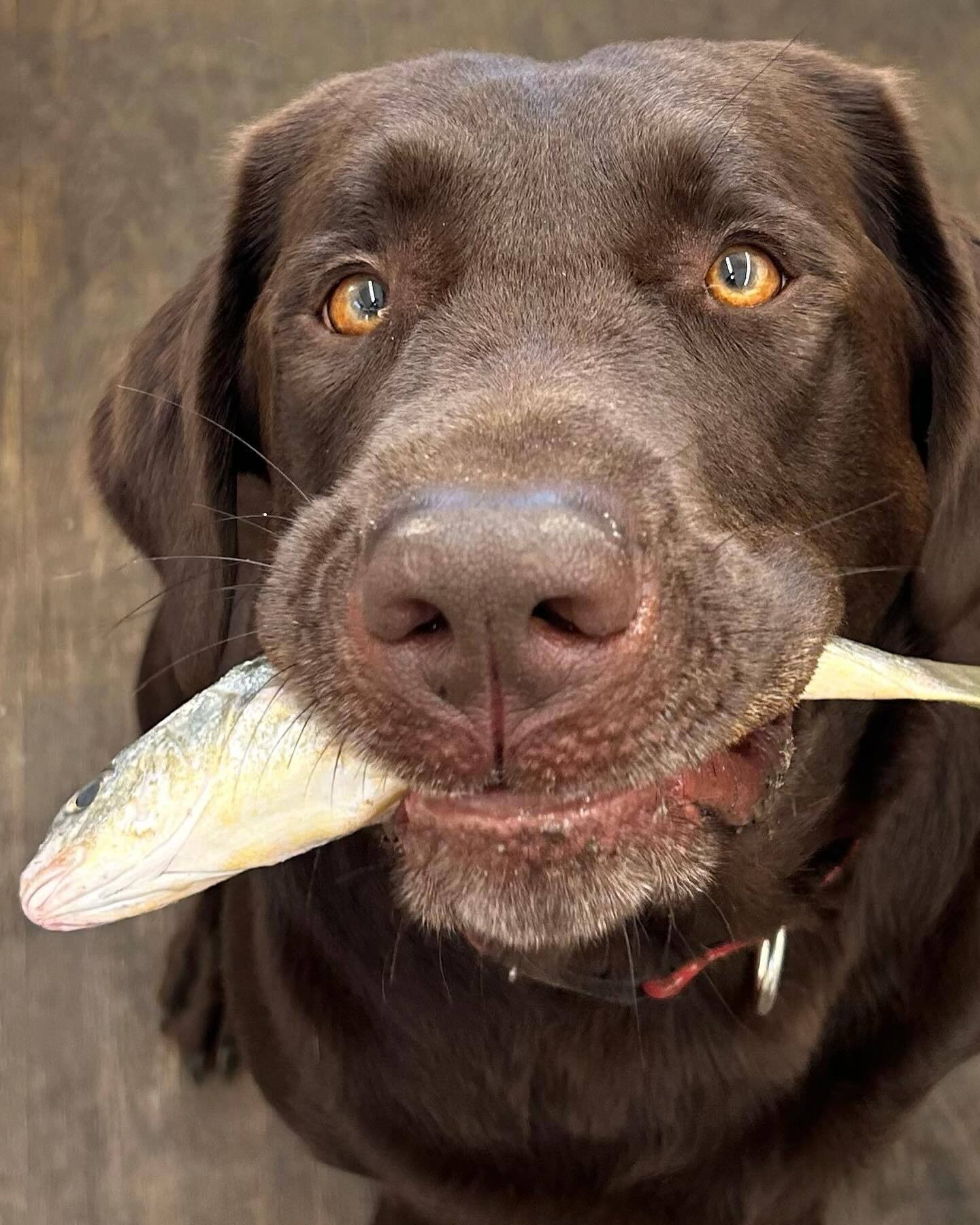   Dogs like fish, too.    Photo by Corey Gwin  