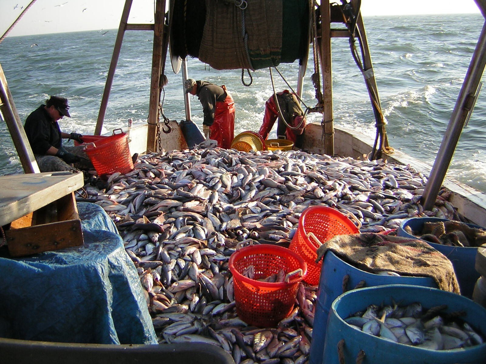   Commercial trawl sampling and culling off Ocean City, Maryland.    Photo by Steve Doctor  
