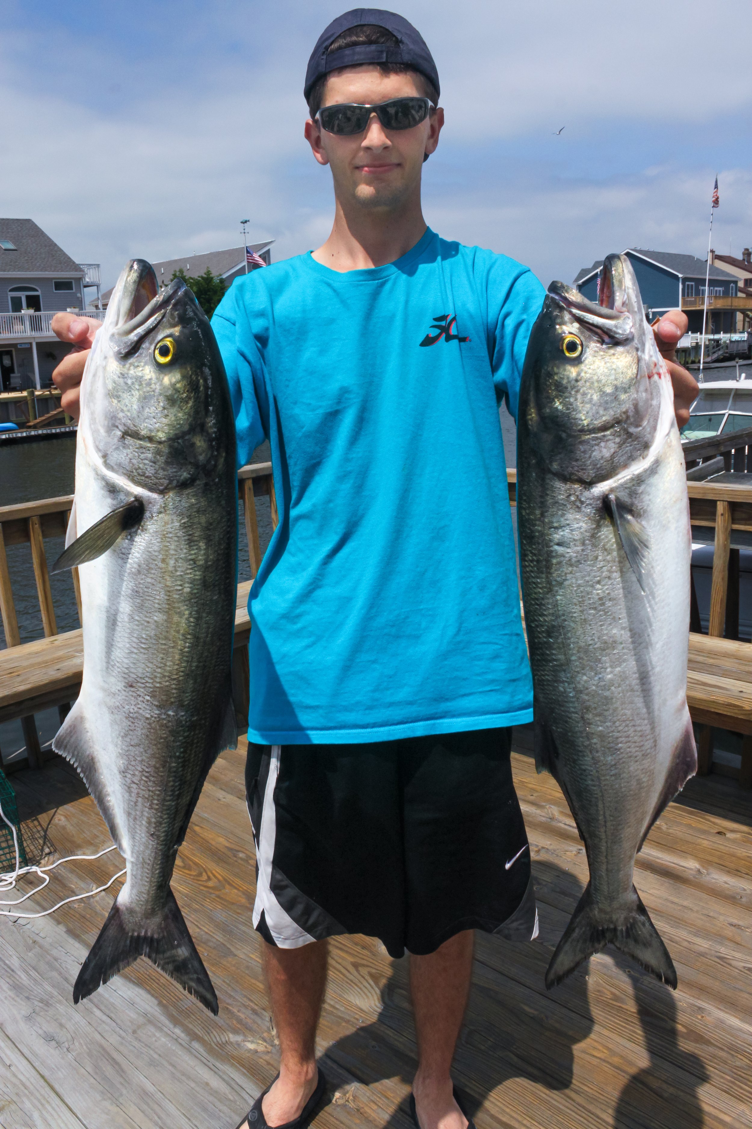   Bluefish from Great Bay, New Jersey.    Photo by James Gilmore  