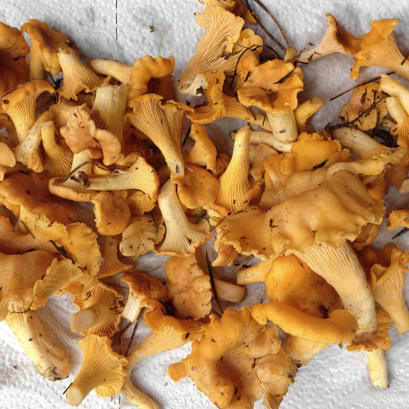 Mushrooming: Level One