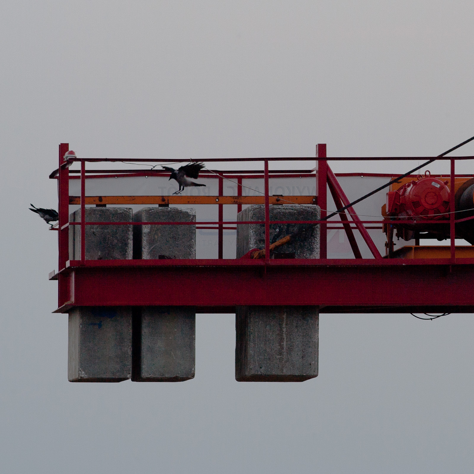 Crows on a Crane