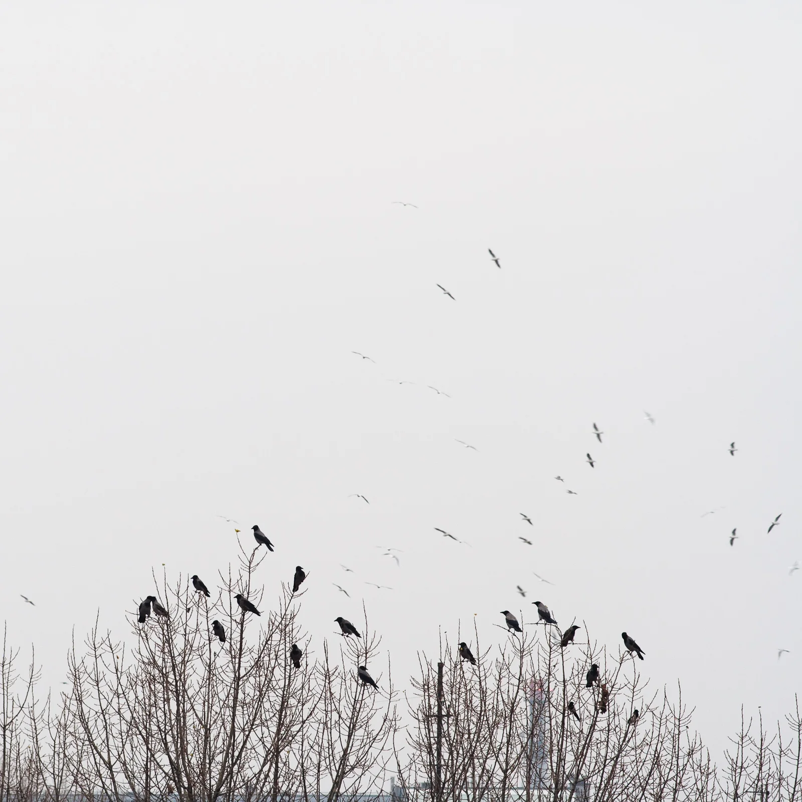 Overcast