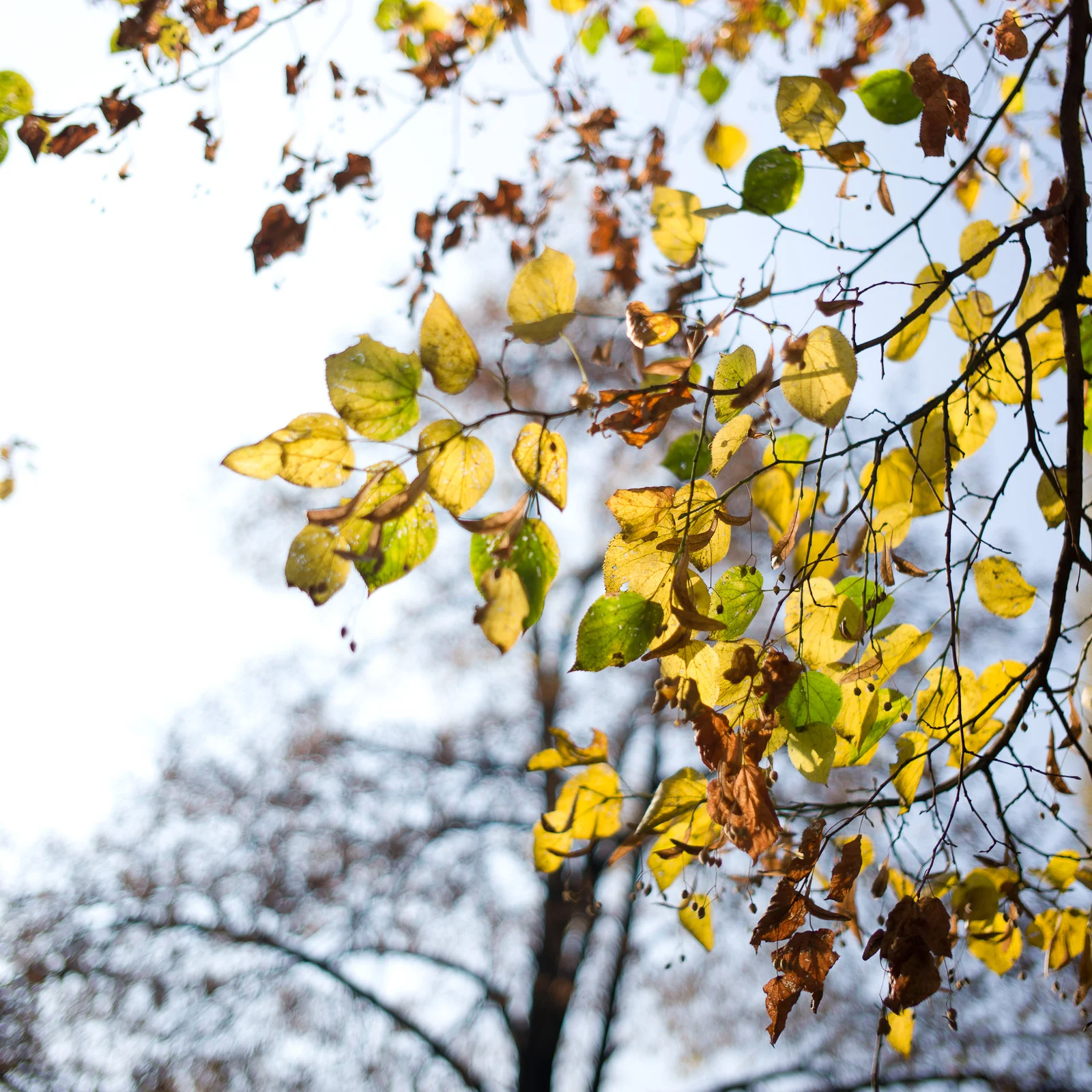 The Leica M (Typ 240)