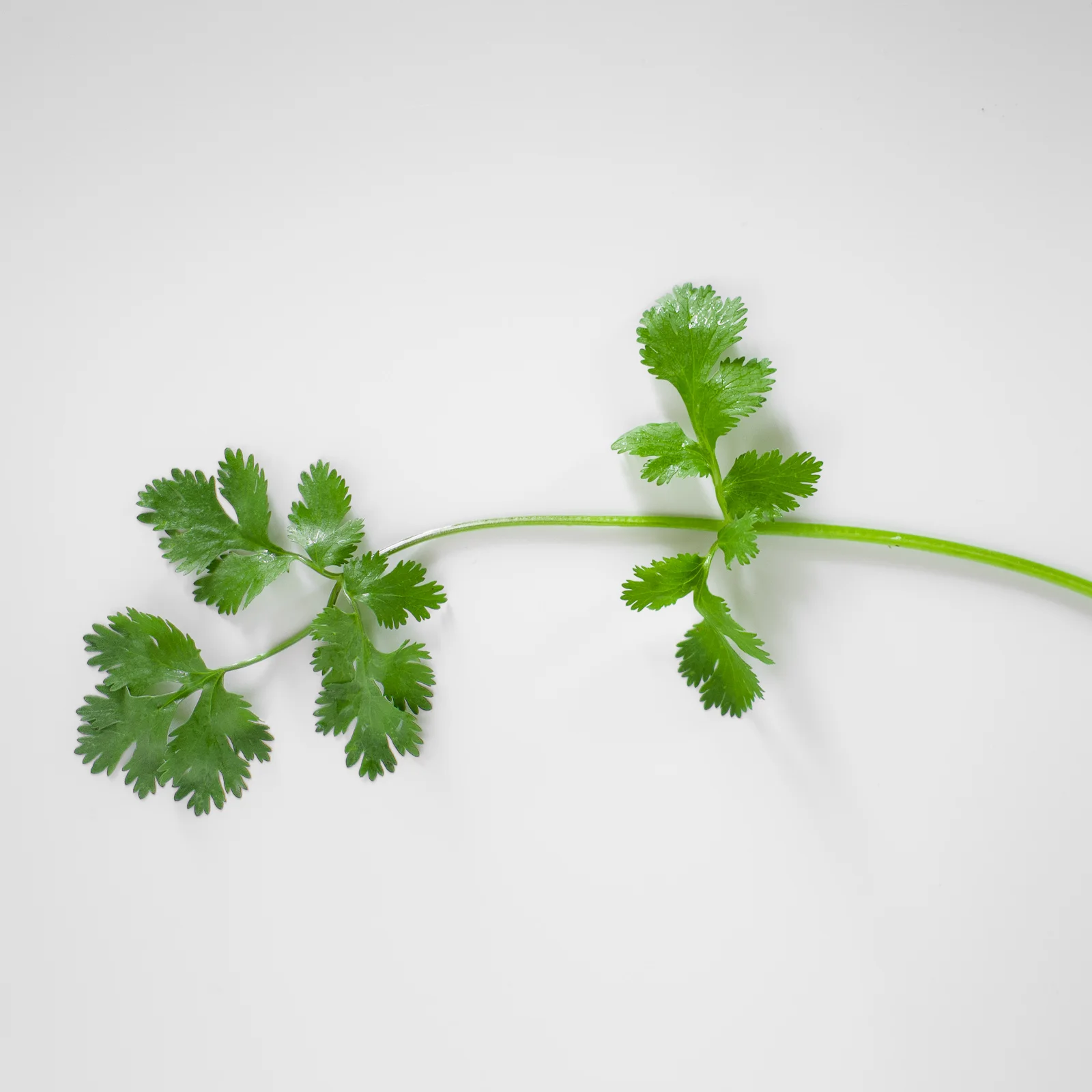 Keeping Fresh Herbs Fresh