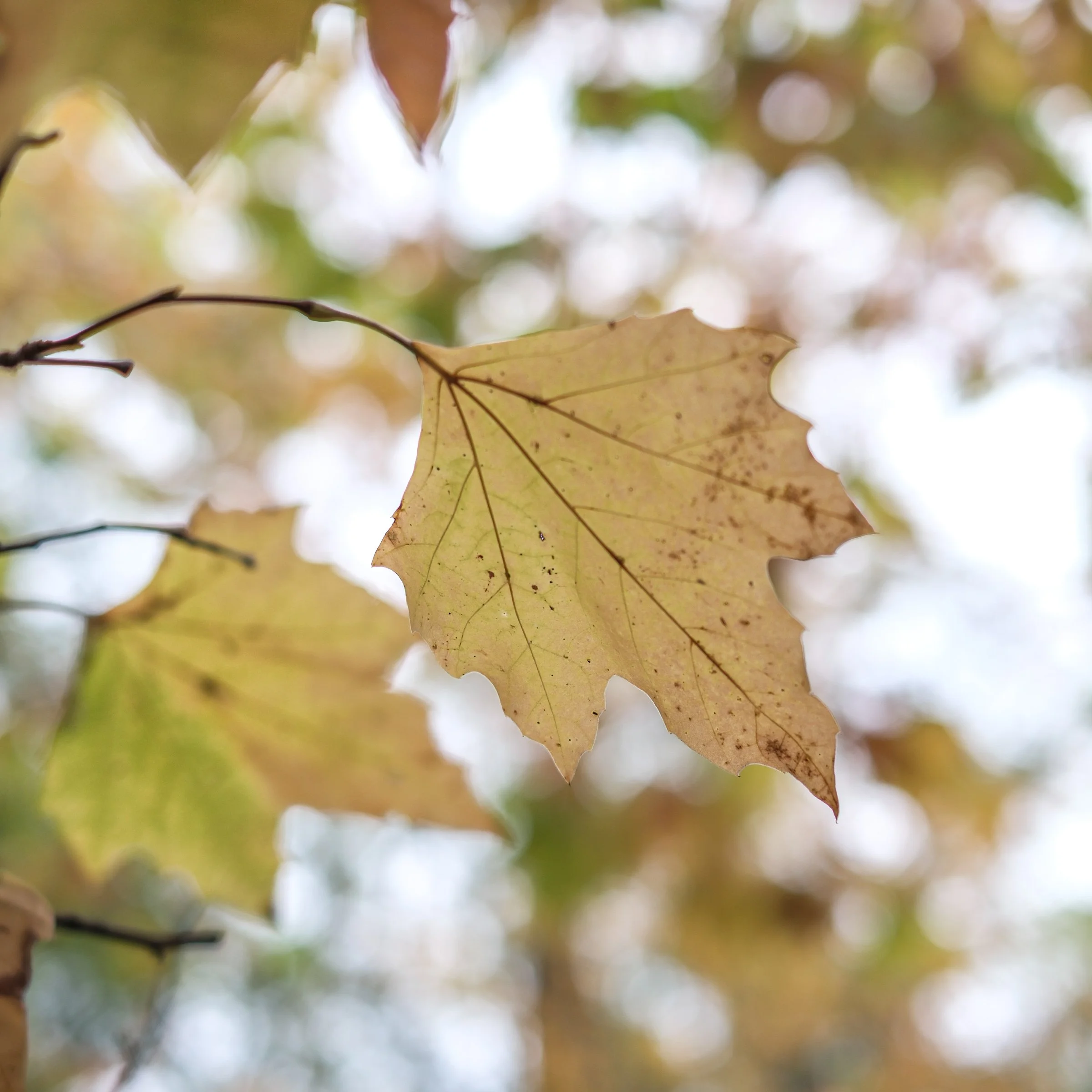 Autumnae