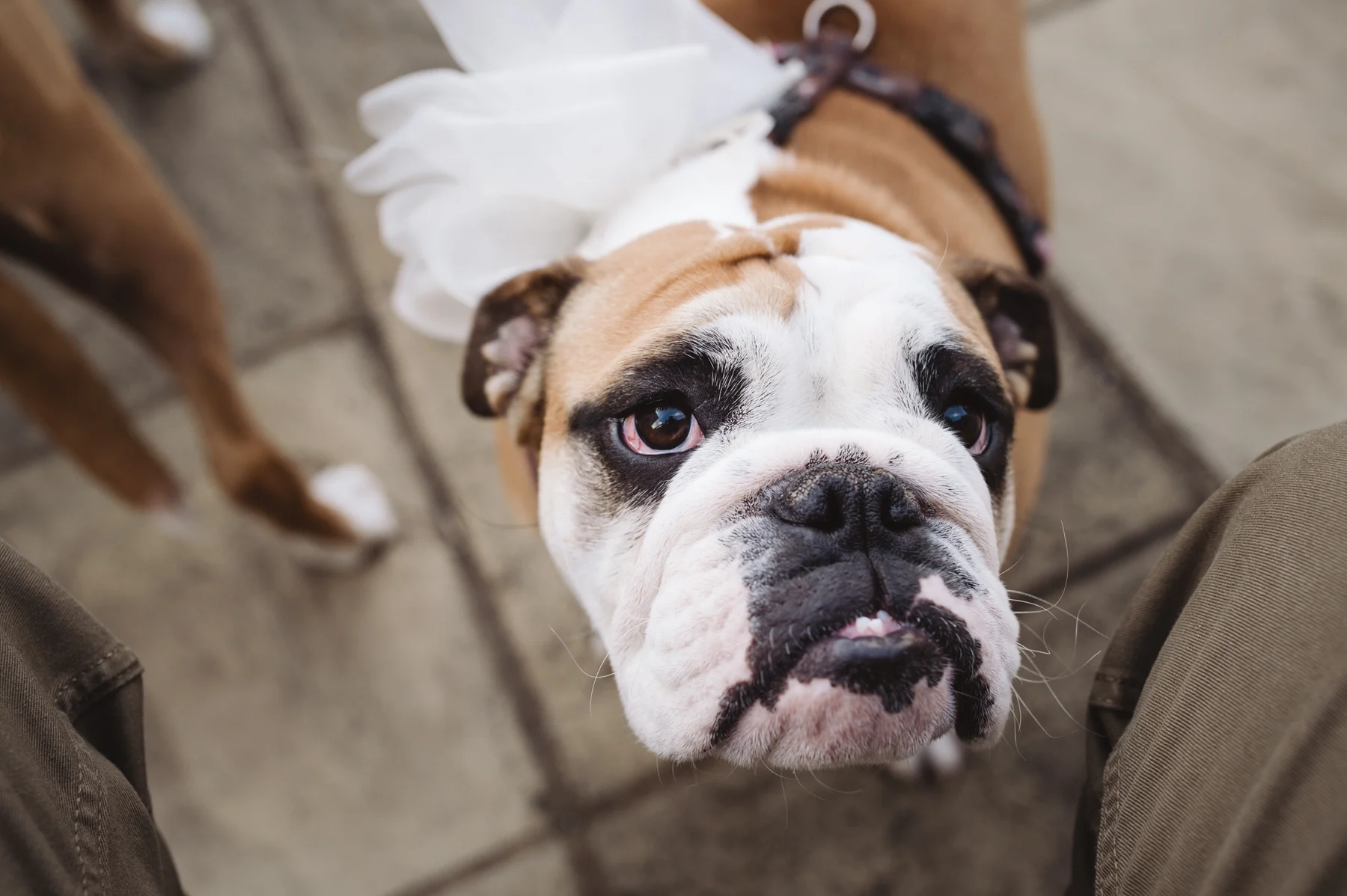 Bowerchalke Barn Salisbury Wedding photographer (10 of 214).jpg