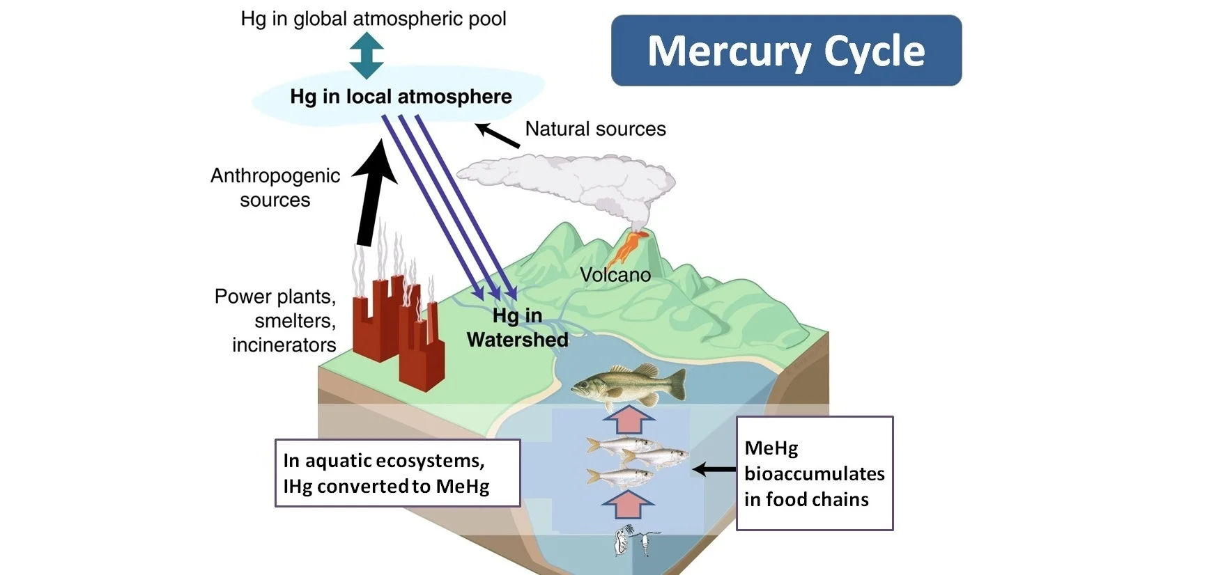 A diagram of the mercury cycle (Courtesy of the TCU Aquatic Ecology Lab )