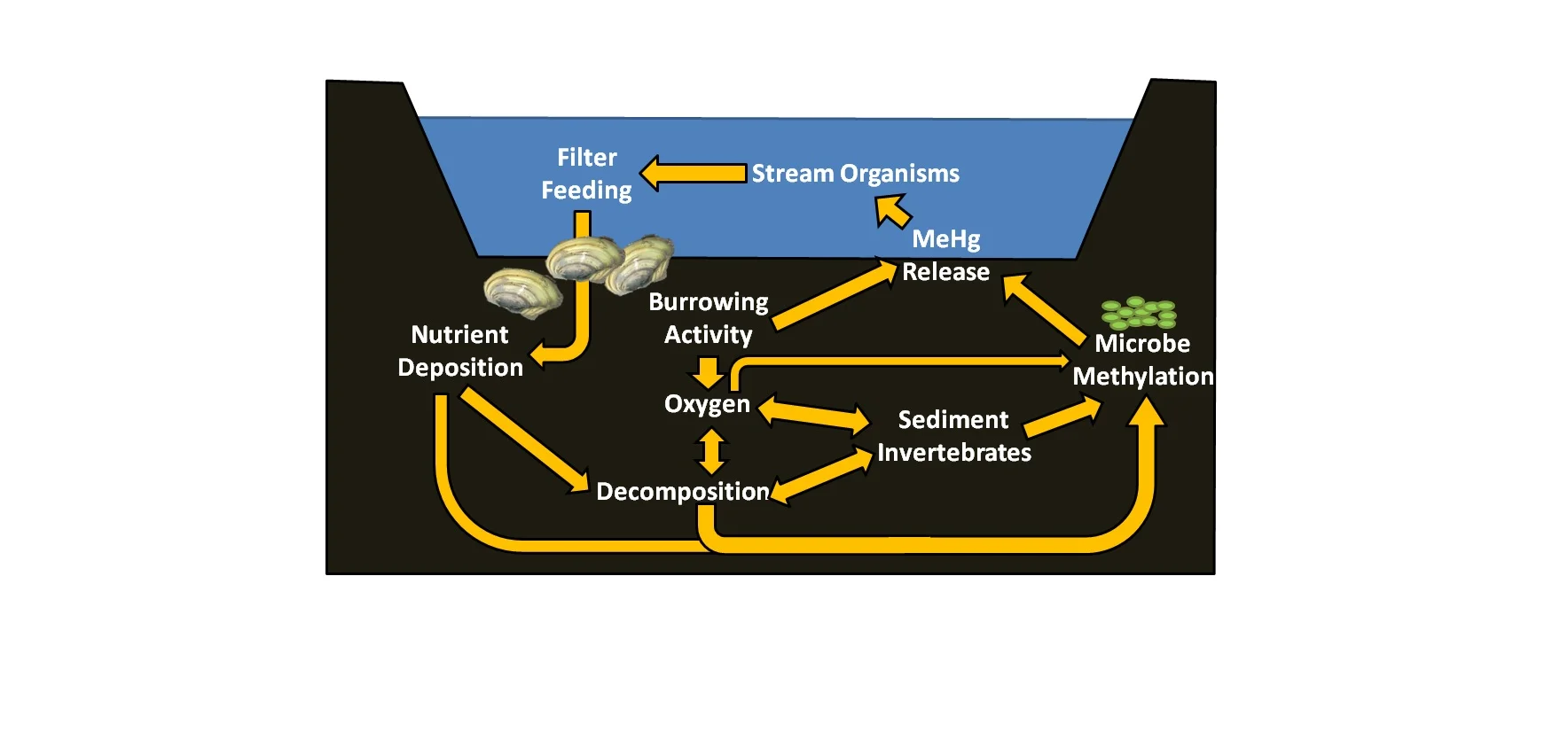 A conceptual diagram of the potential effects of mussels on mercury methylation and release from aquatic sediments.