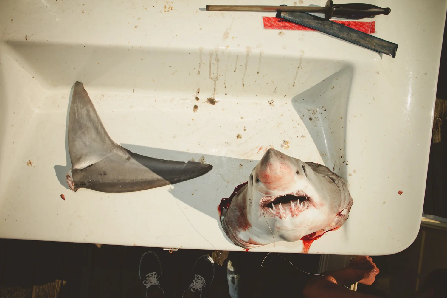 SharkHead.jpg