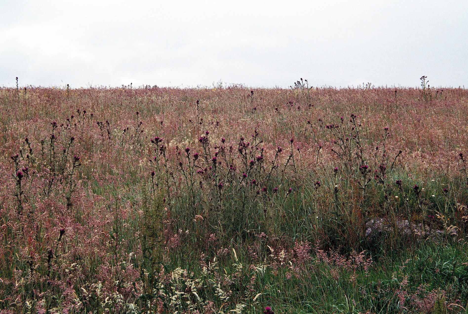   The Burren, Ireland.  35mm film, 2012. 