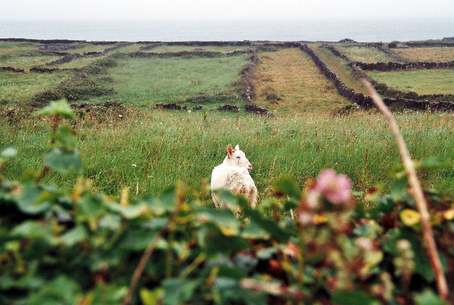   Aran Islands, Ireland. &nbsp;35mm film, 2012. 