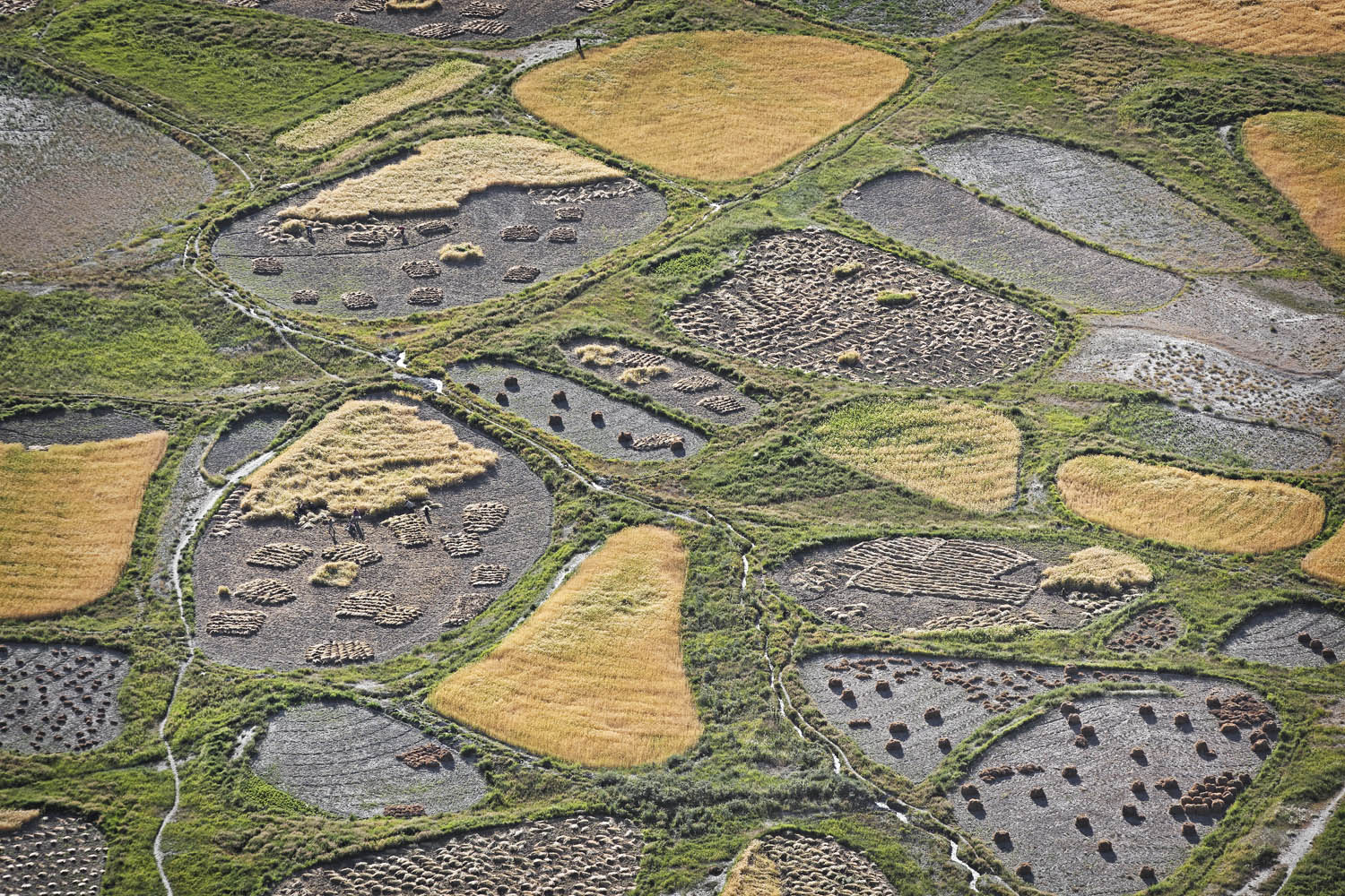 Barley Harvest, Stongde, Ladakh, India