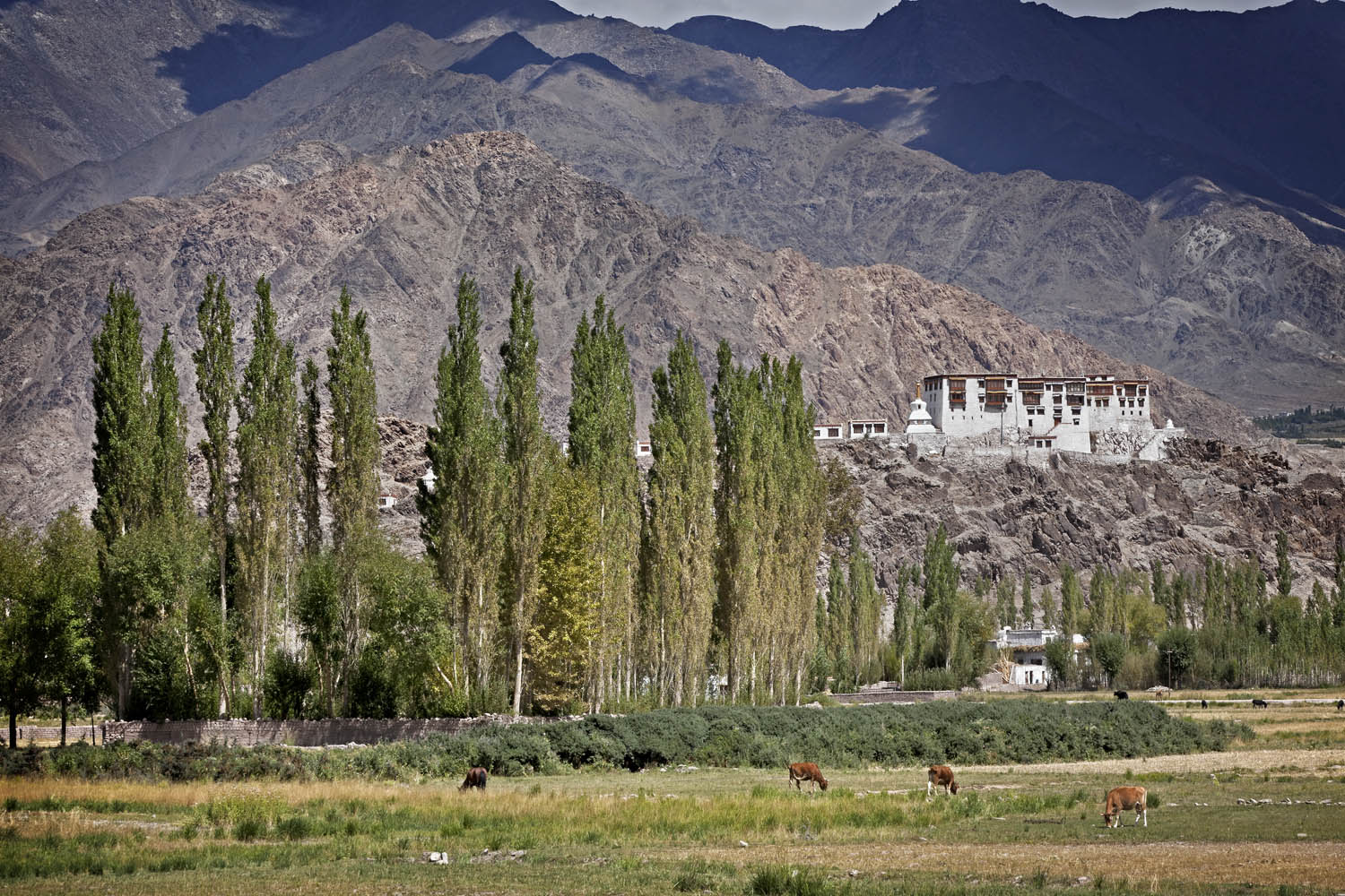 Stakna Monastery, Ladakh, India