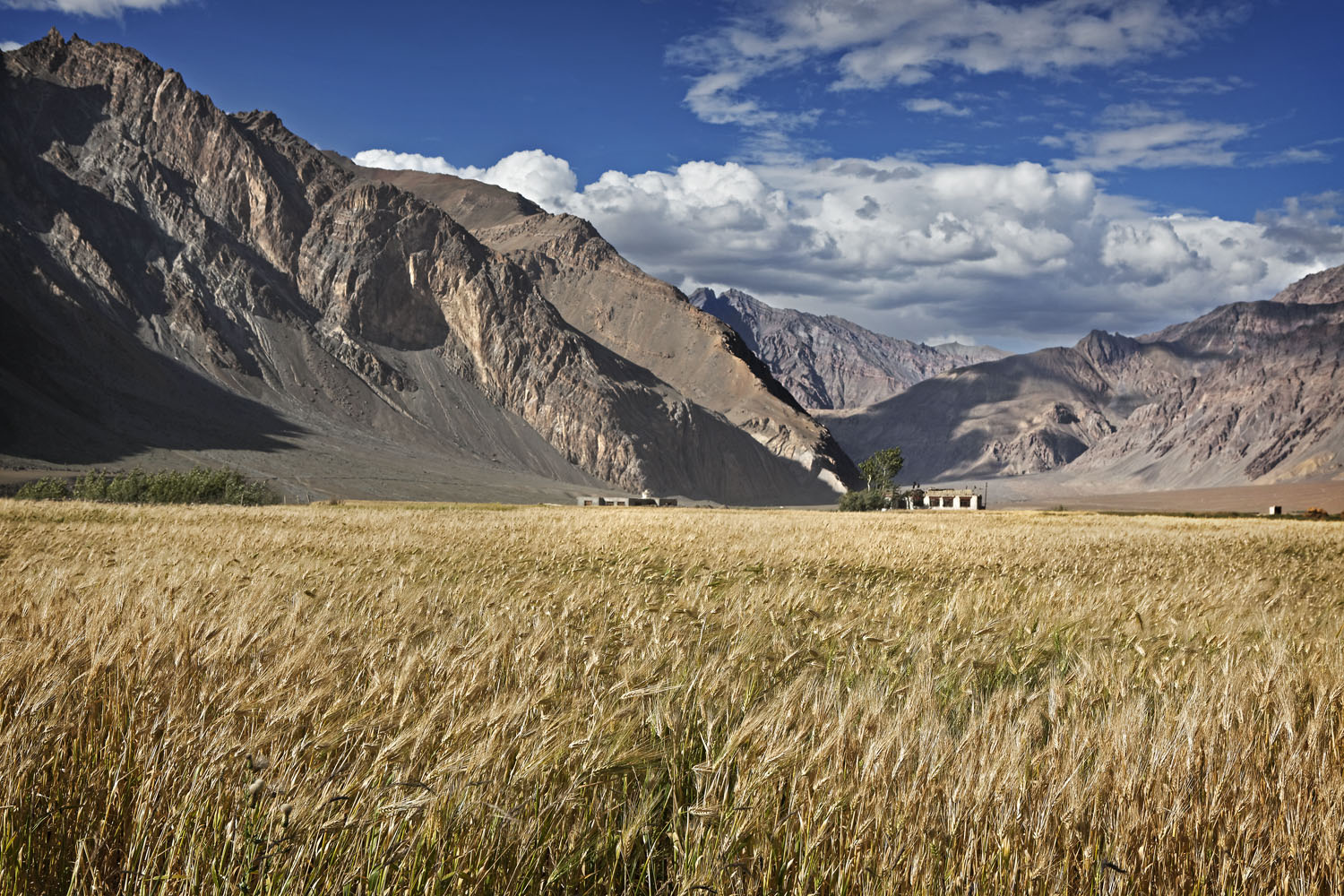 Barley fields, Stongde, Zanskar, India