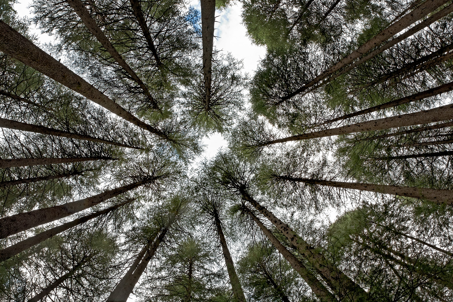 Tall pines, Manali, Himachal Pradesh, India