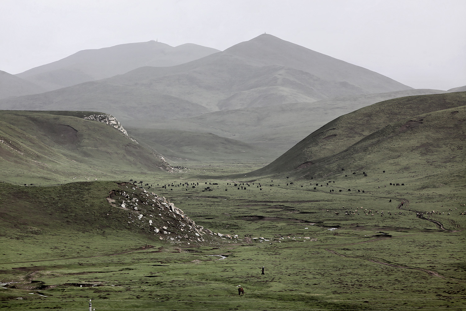  Nomads bringing their Yak home, Ritoma, Amdo, Tibet 