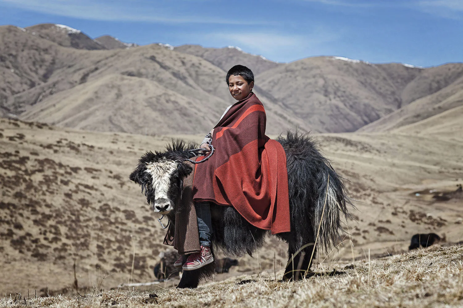 Boy and young yak, Norlha Textiles, Amdo, Tibet/China