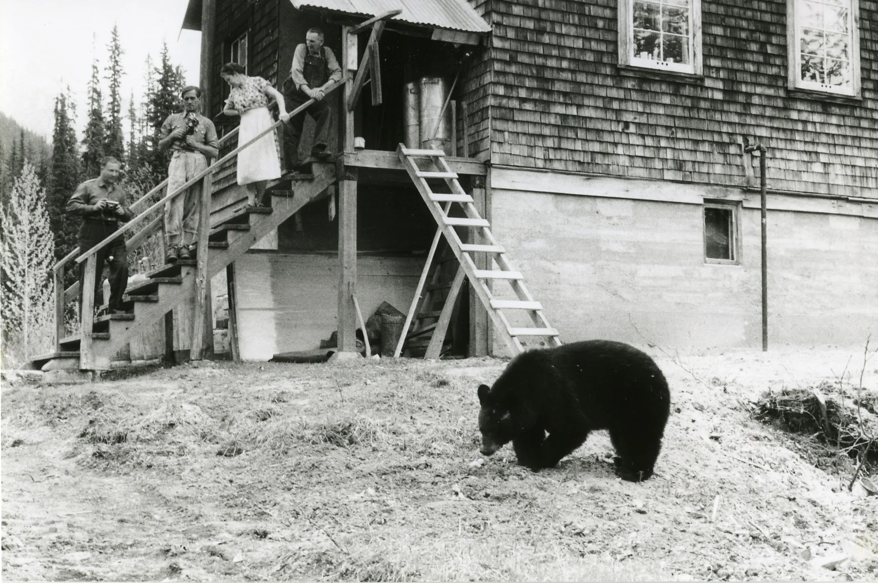 PSA.76 Black Bear at the kitchen of Glacier Camp. Top of stairs is Cook- Mrs. Hodgeon and Old Joe. May 1957. P Schaerer Photo.