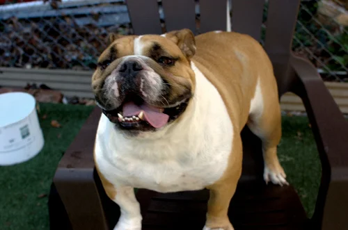 bulldog_ref.jpg